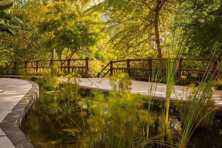 Riverwalk garden path through tropical planting